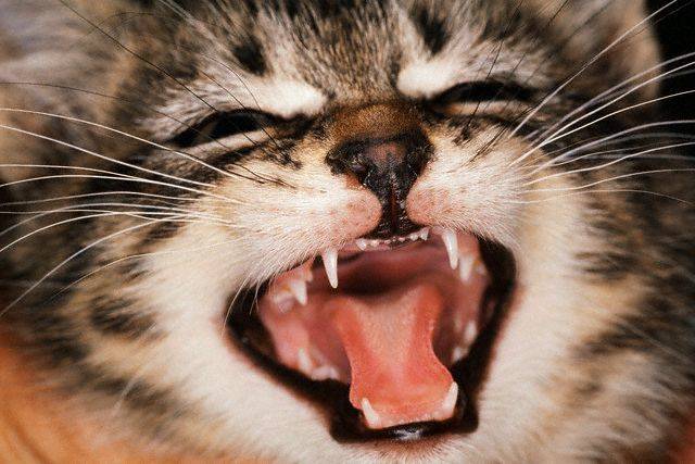 Болезни зубов у кошек