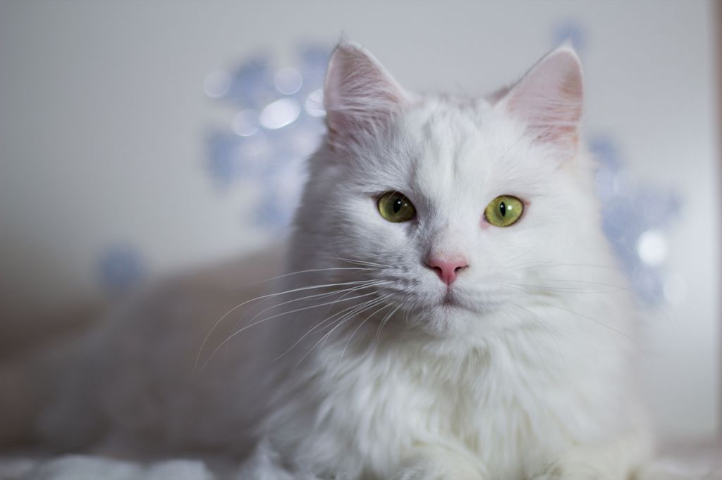 Белая норвежская кошка.jpg
