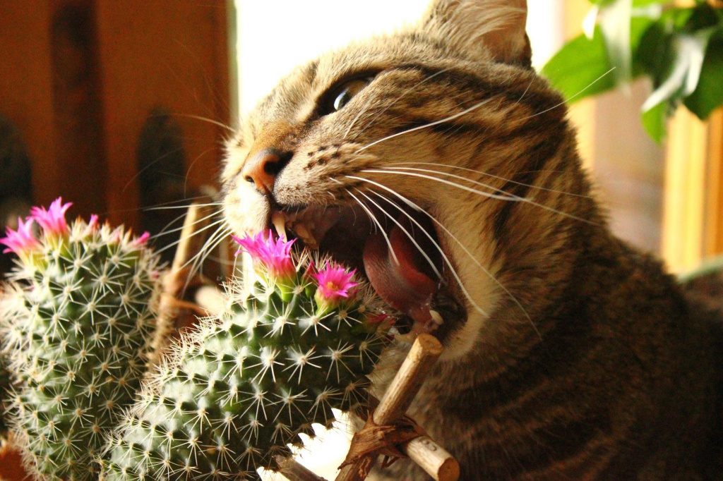 Кот ест кактус.jpg