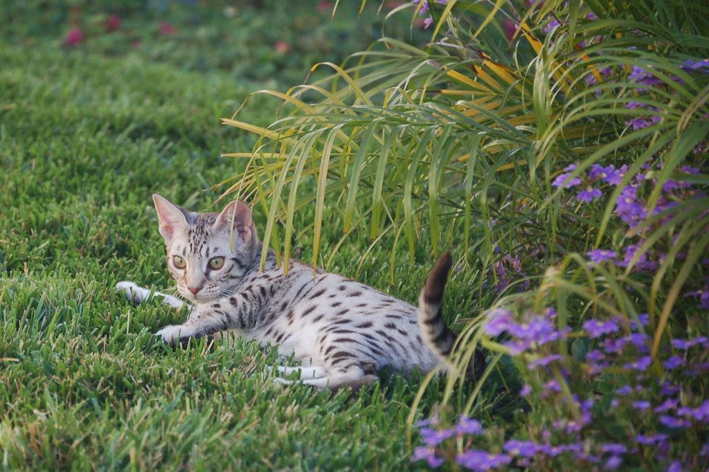 Котенок оцикета лежит в траве