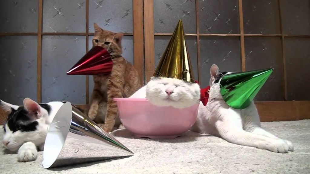 Кошки на празднике.jpg