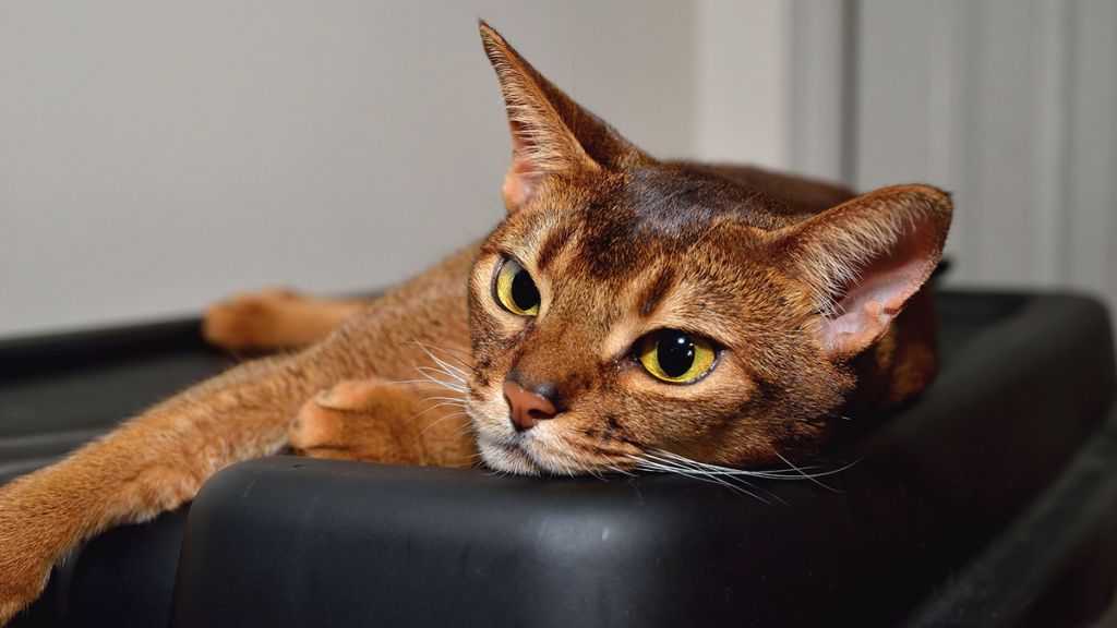 Кошка абиссинской породы фото.jpg