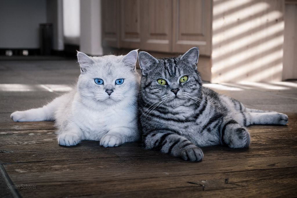 Британская кошка с голубыми глазами.jpg