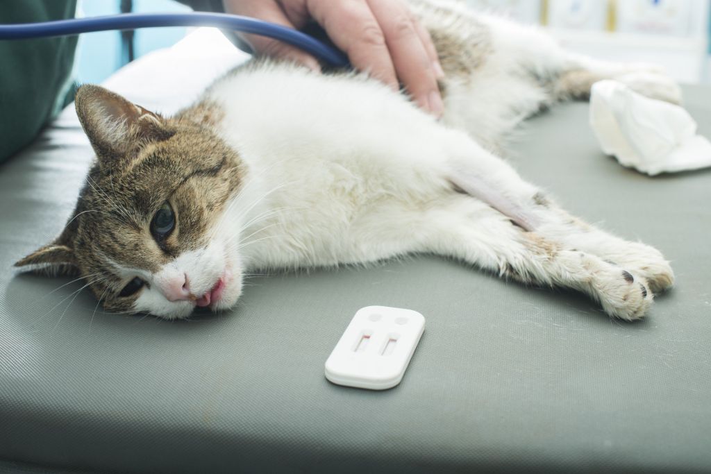 Заражение вирусом кошачьей чумы происходит воздушно-капельным путем или через кровососущих насекомых