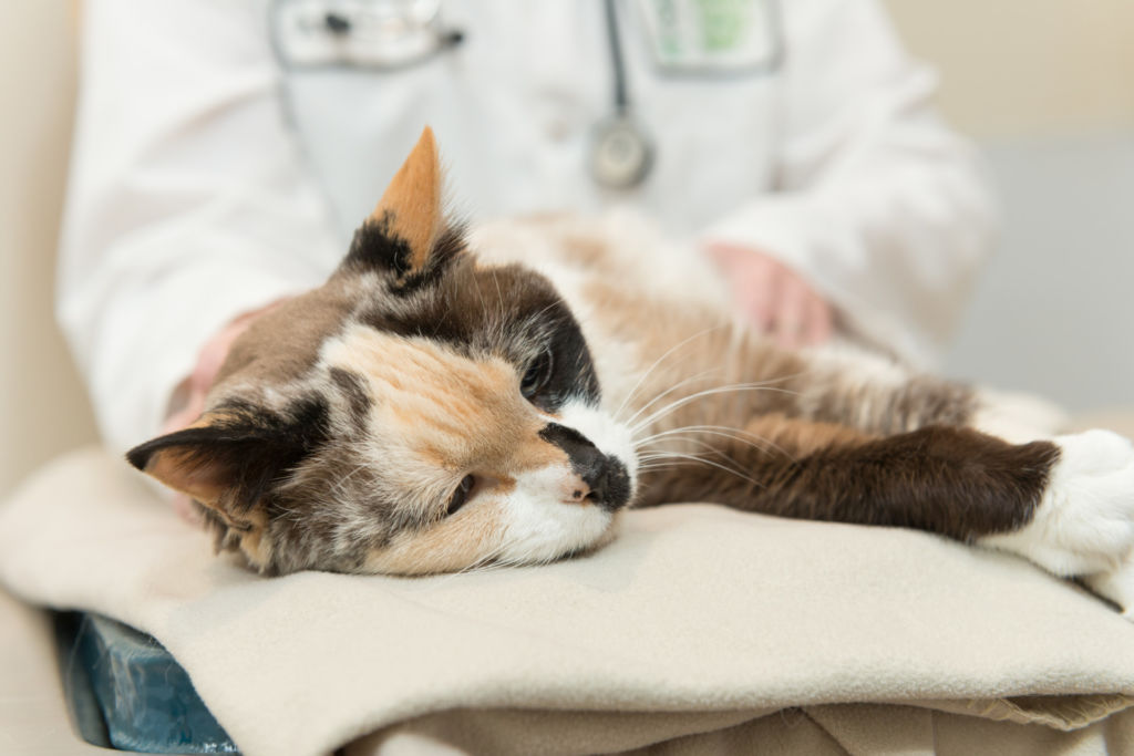 В период любой острой инфекции организм кошки ослаблен, поэтому применять антигельминтики нельзя