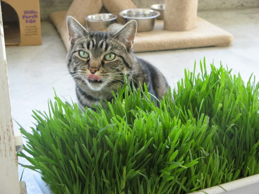 Кот выбирает траву.jpg
