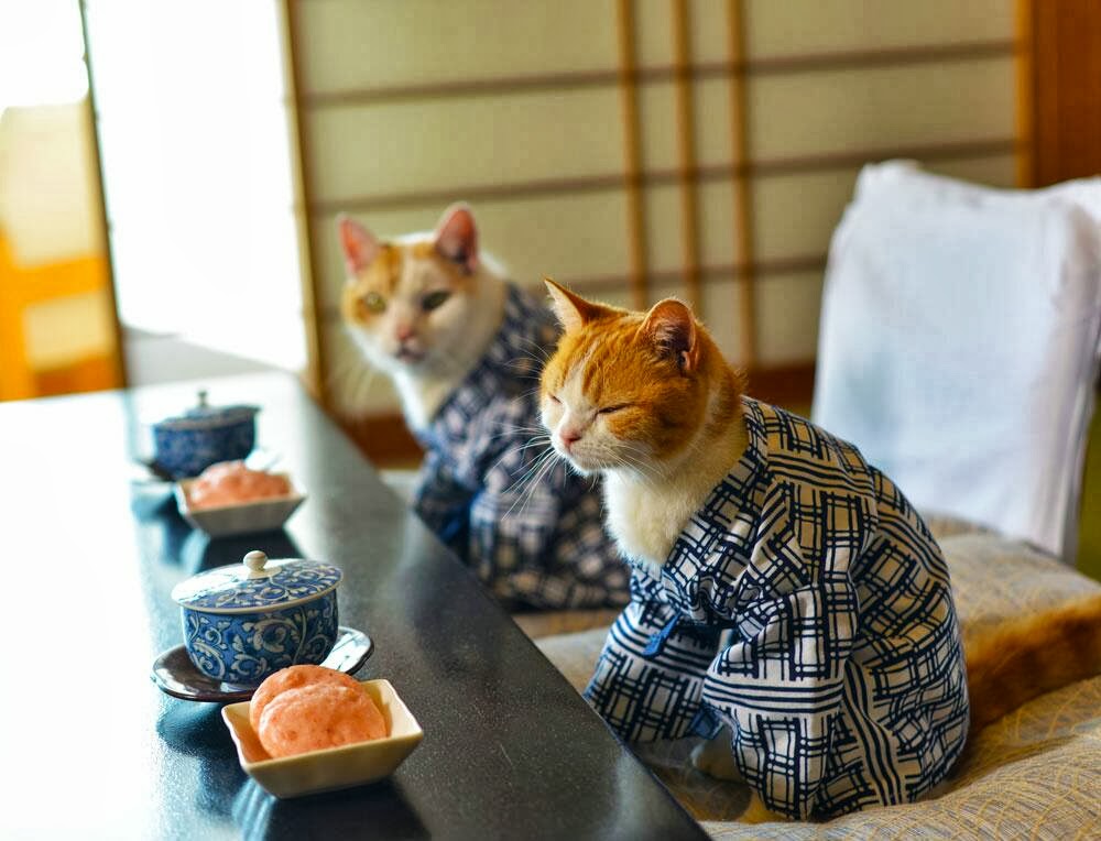 22 февраля - день кошек в Японии.jpg
