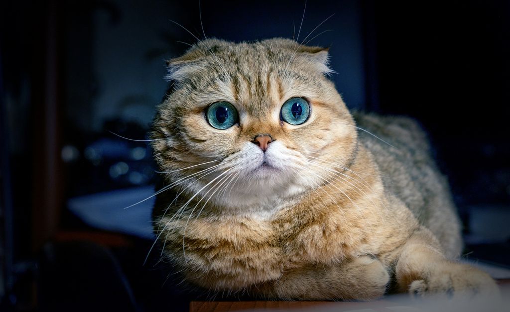 Шотландская вислоухая кошка с голубыми глазами.jpg