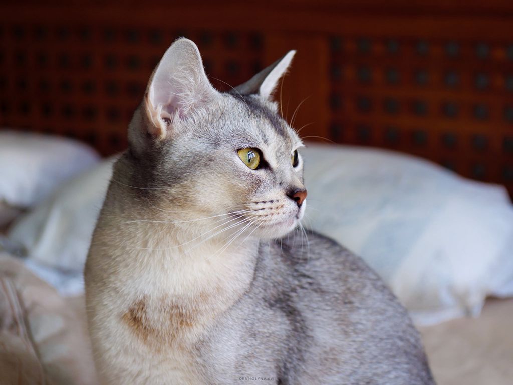Фото абиссинского кота.jpg