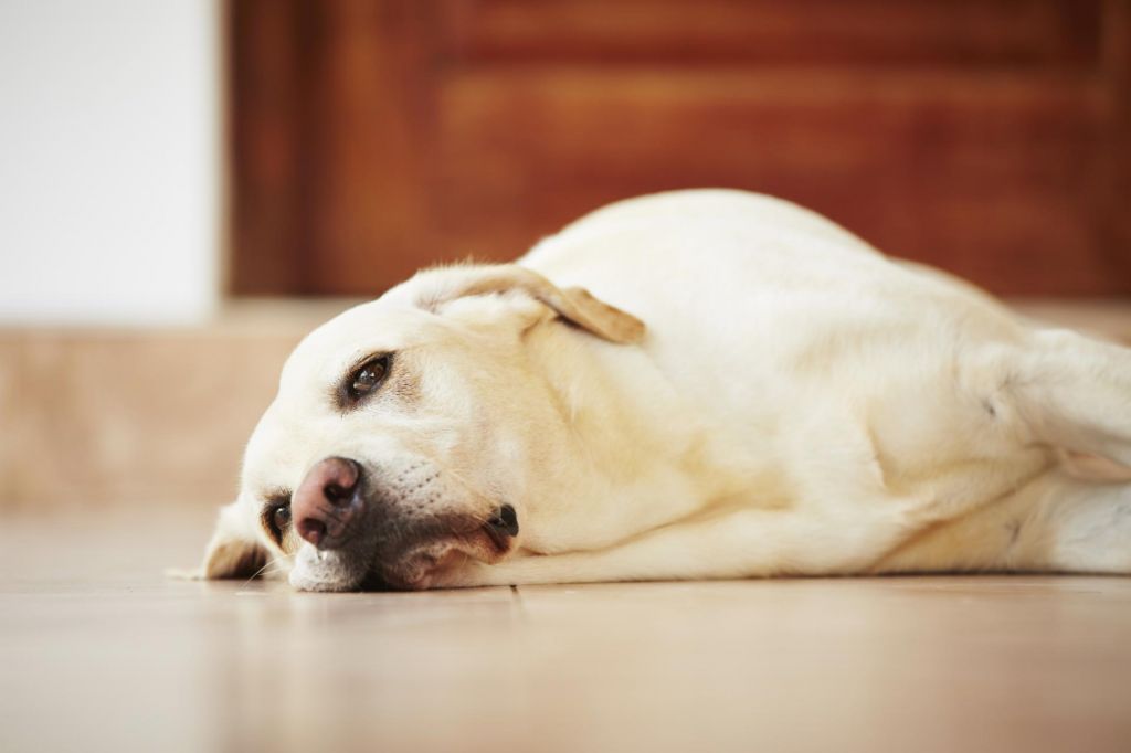 Повышенная температура тела собаки - очень опасно для её жизни
