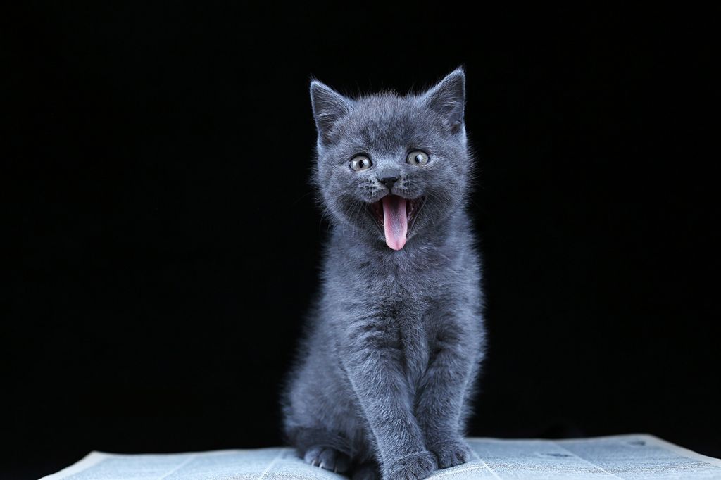 Британский короткошерстный котёнок.jpg