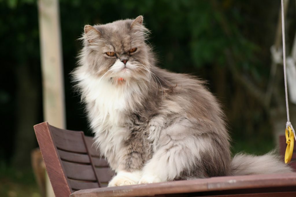 Кот персидской породы фото.jpg