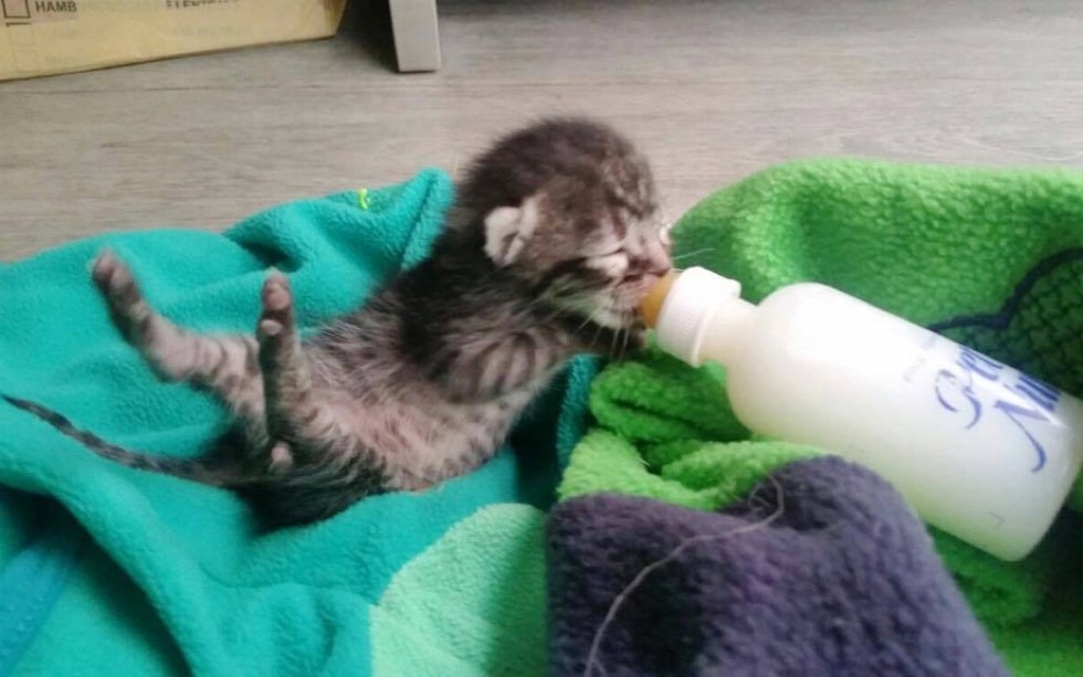 Кормление новорожденного котёнка бутылочкой с соской.jpg