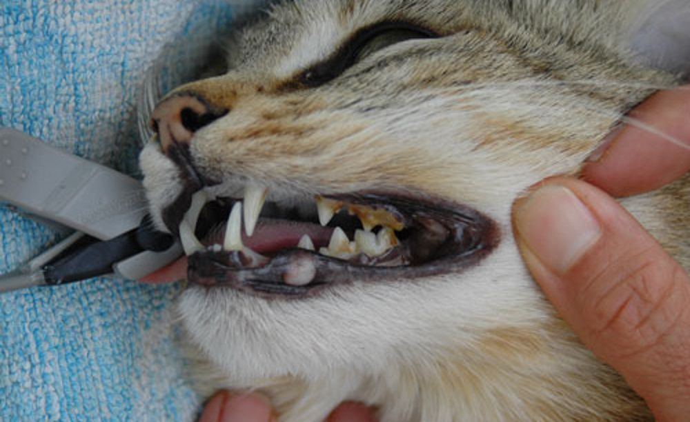 Зубной камень у кошки.jpg