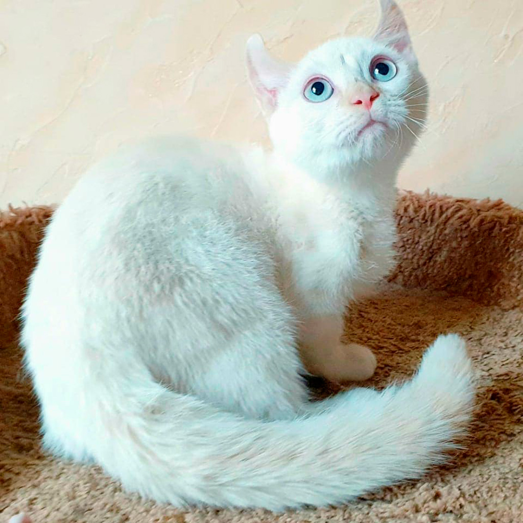 Белый кот кинкалоу