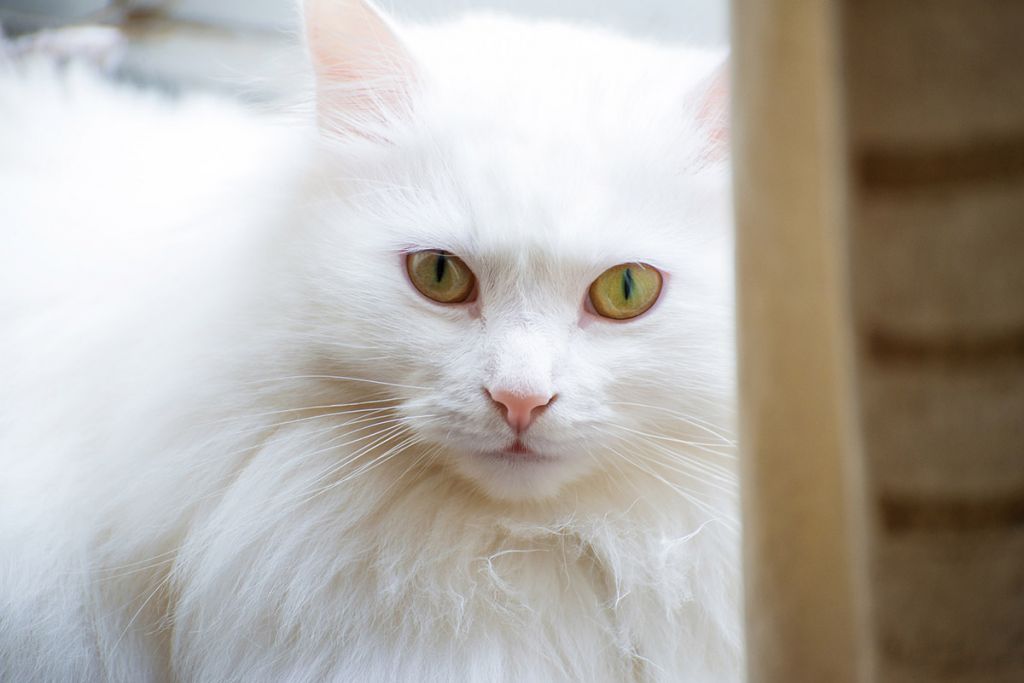Турецкая ангорская кошка.jpg