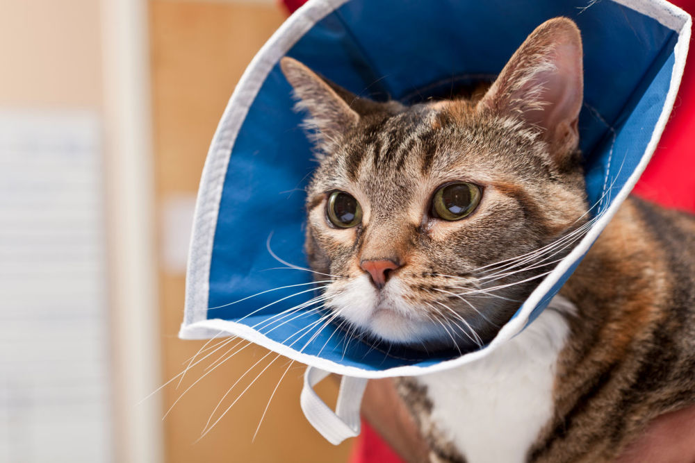 Весь период лечения кошка должна носить защитный воротник, чтобы не расцарапывать глаза
