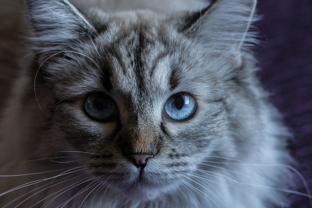 Невский маскарадный котёнок фото.jpg