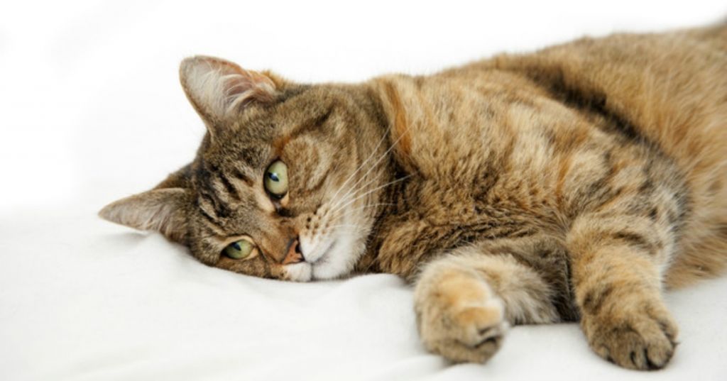 Понос у кошки симптомы и лечение.jpg
