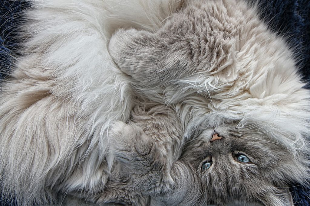 Невская кошка фото.jpg
