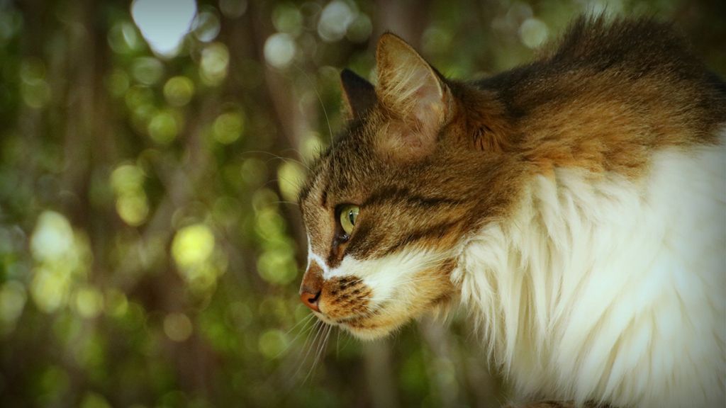 Сибирский кот.jpg