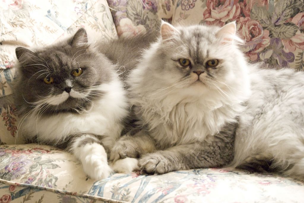 Персидские кошки фото.jpg