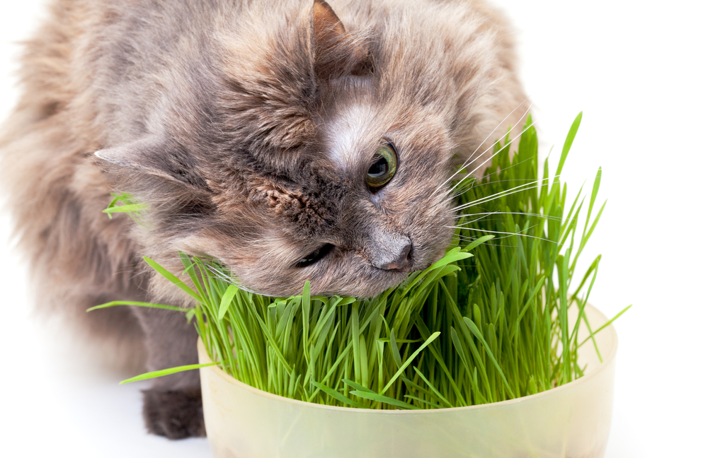 Кошка ест полезную траву.jpg