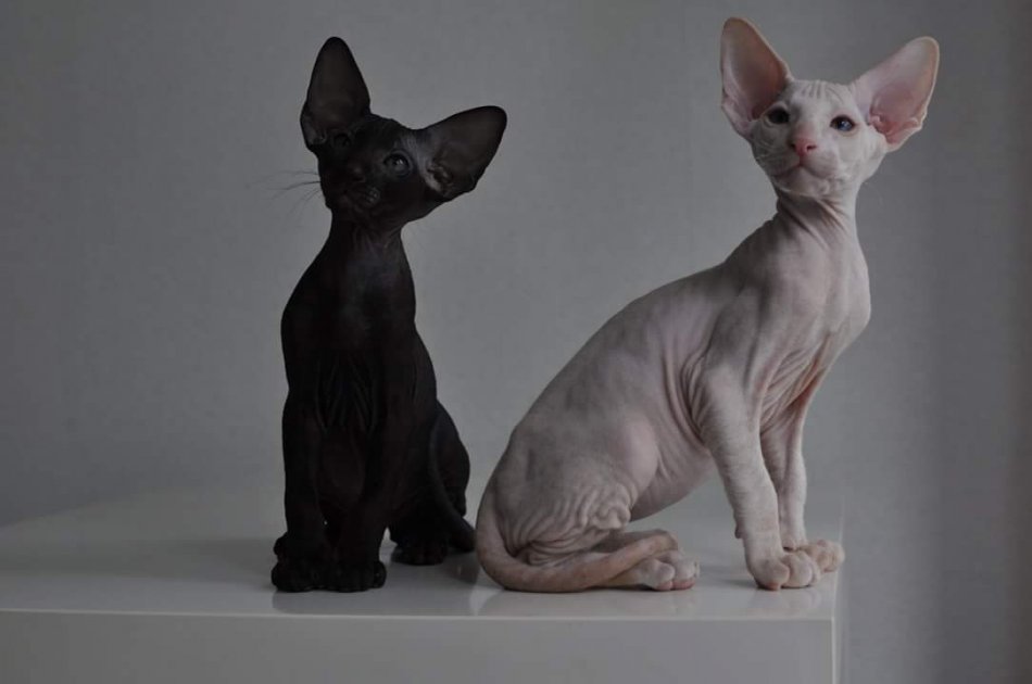 Светлая и черная лысая кошка петерболд.jpg