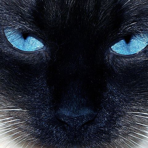 Голубые глаза невской маскарадной кошки