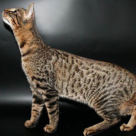 Кот породы серенгети