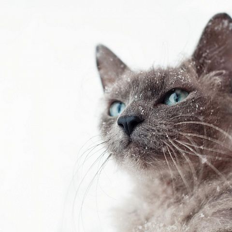 Голубоглазая кошка породы ла-перм