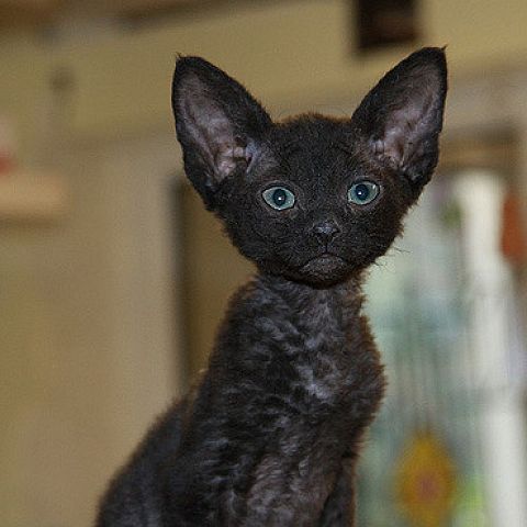 Черный котёнок девон рекс