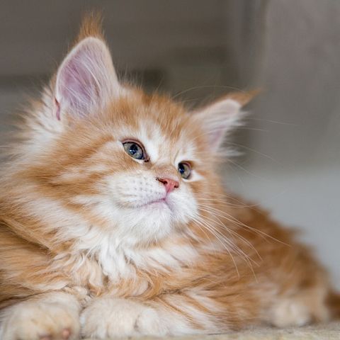 Рыжий котёнок мейн-куна фото