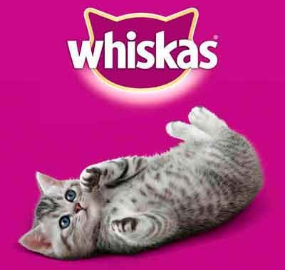 Кошка из рекламы Вискас