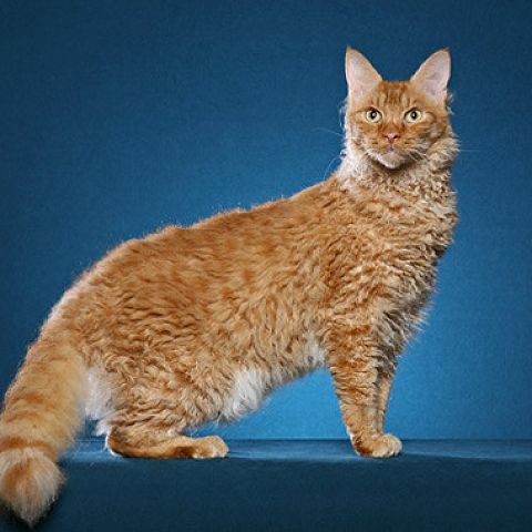 Рыжий кот породы лаперм