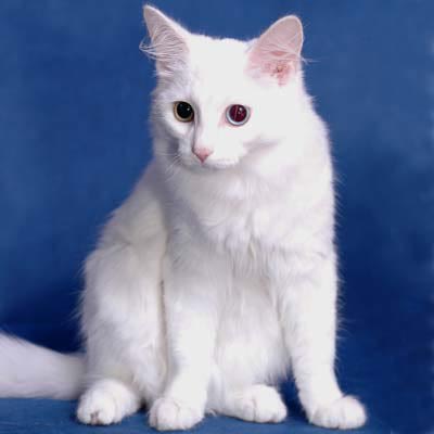 Турецкий ангорский белый кот