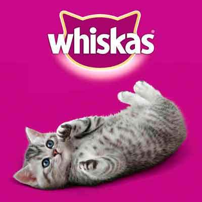 Кошка из рекламы Вискас: 📺 порода, цена и видео 🐈