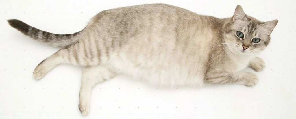 Беременная кошка.jpg