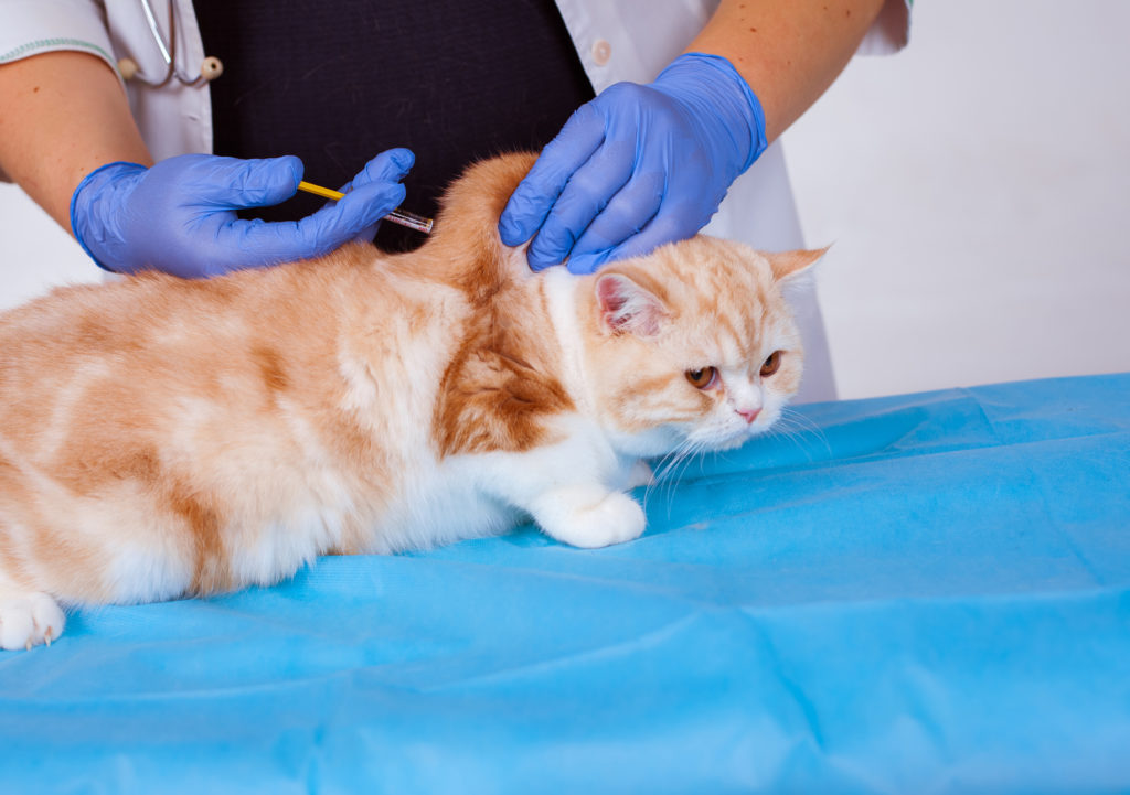 Холка – наименее чувствительный участок у кошки, поэтому укол проходит безболезненно