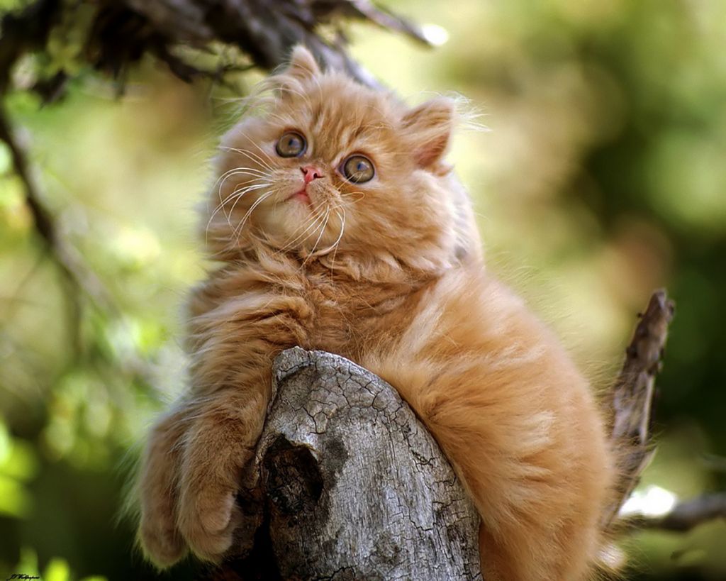 Рыжий котёнок перса фото.jpg