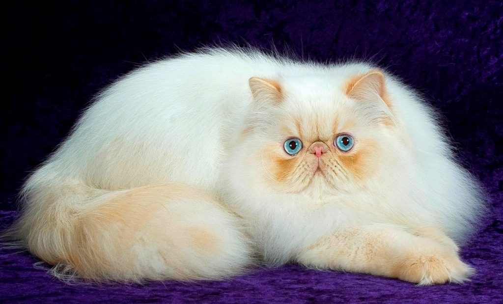 persian-cat-1024x619.jpg