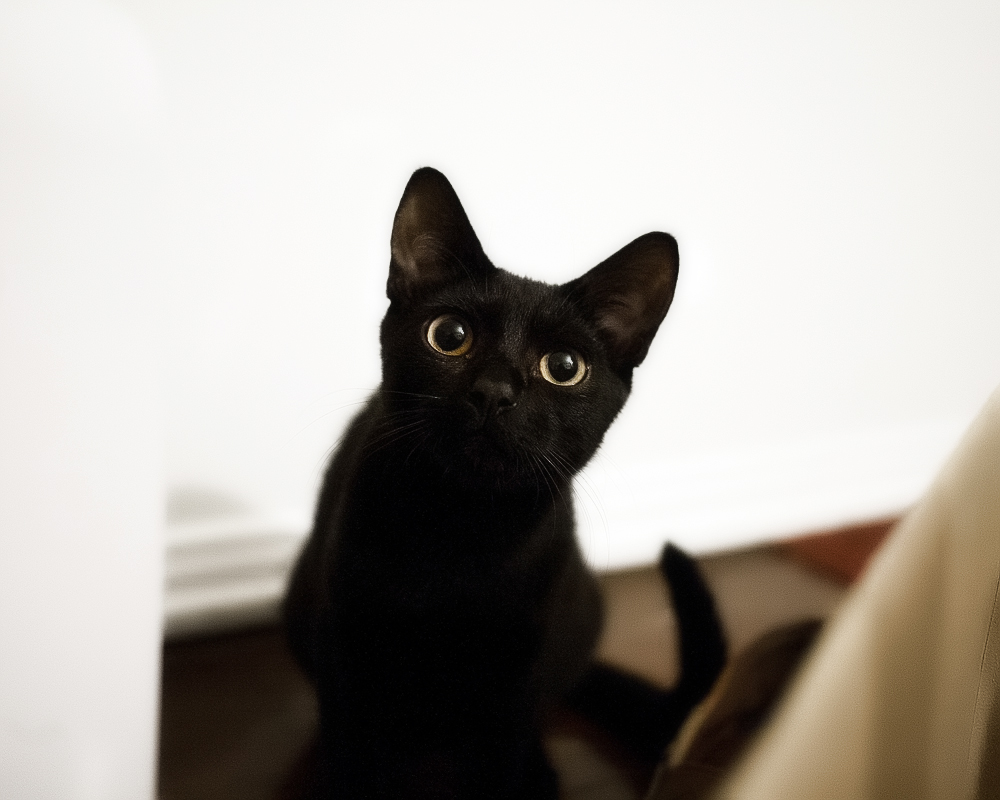 Черная бомбейская кошка