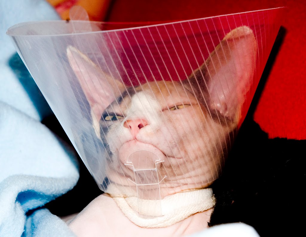 Кот в ветеринарном воротнике.jpg