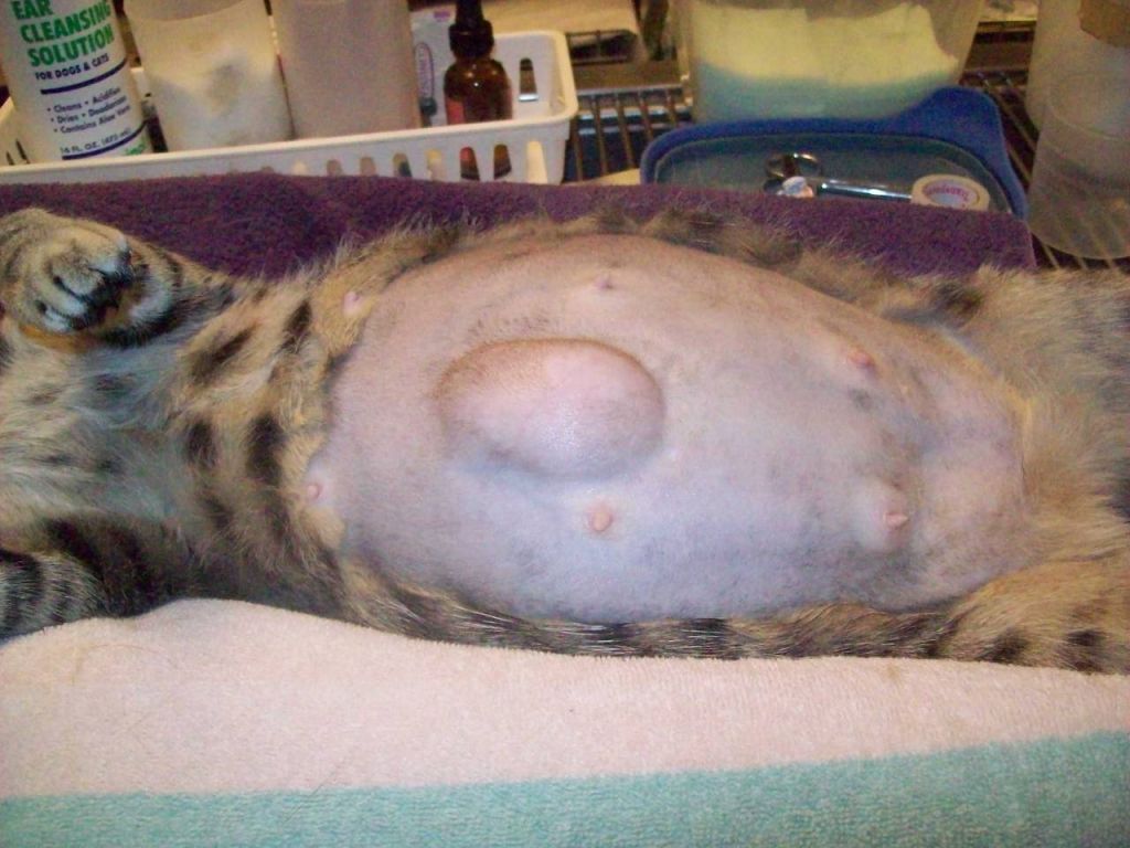 Пупочная грыжа на животе у бенгальской кошки.jpg