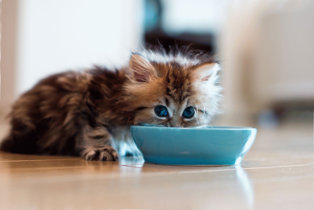  Чем кормить котенка 1,5 - 2 месяца
