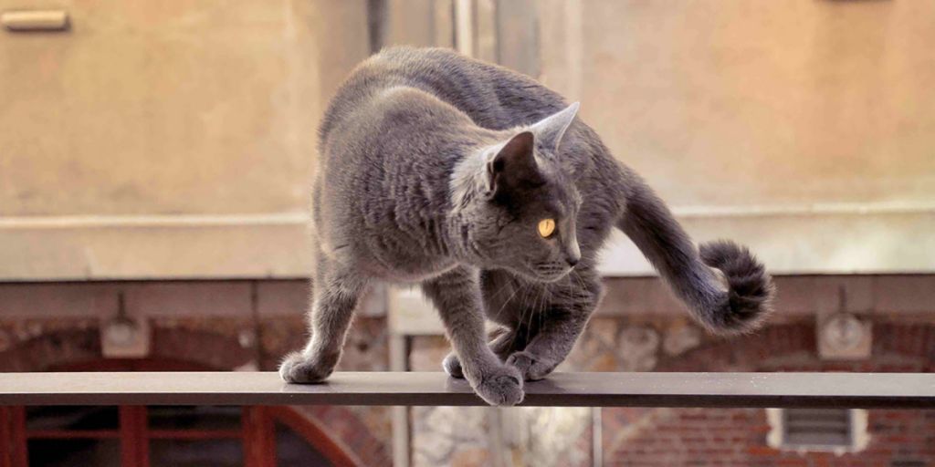 Фото картезианской породы кошек.jpg