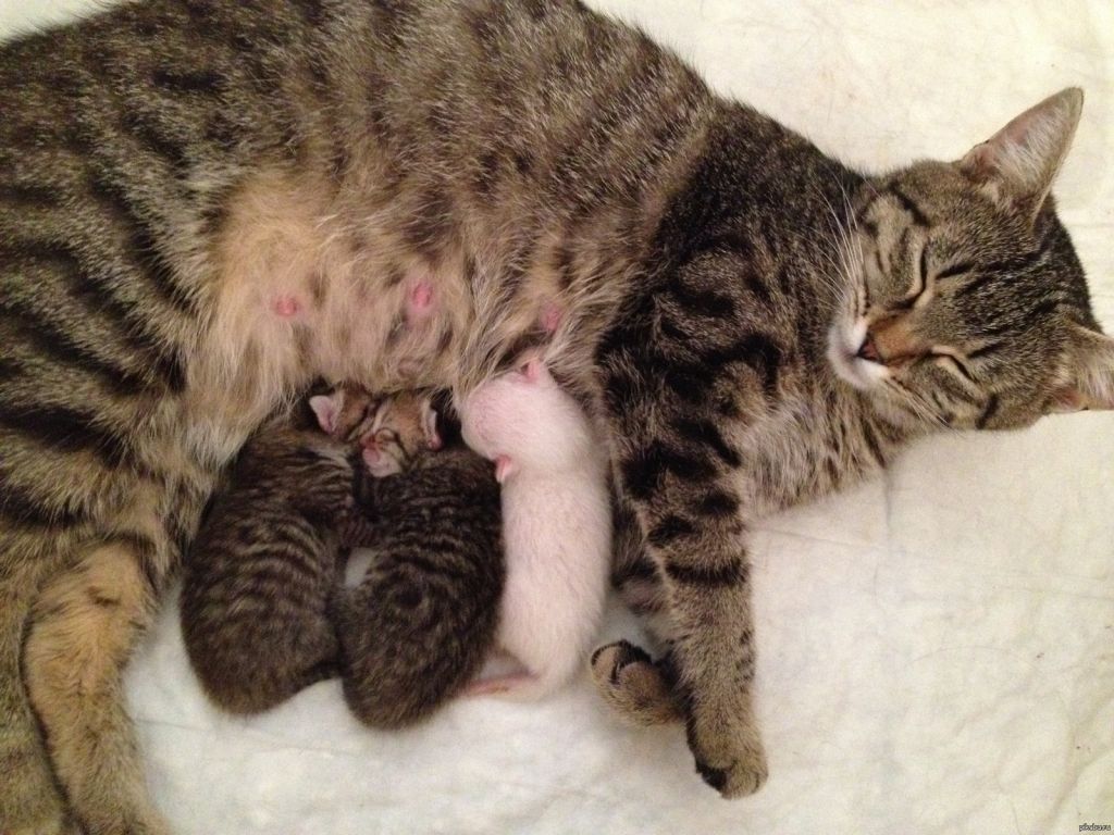 Если у кормящей матери нет эктопаразитов, то риск заражения новорожденных котят очень мал