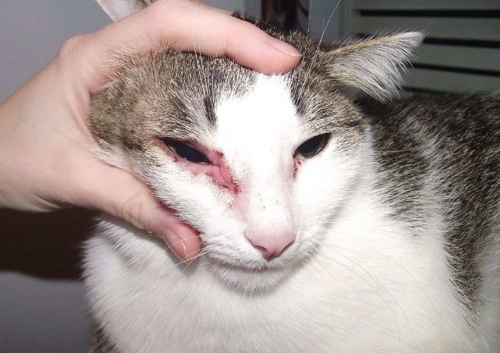 Почему у кошки сильно слезится глаз thumbnail