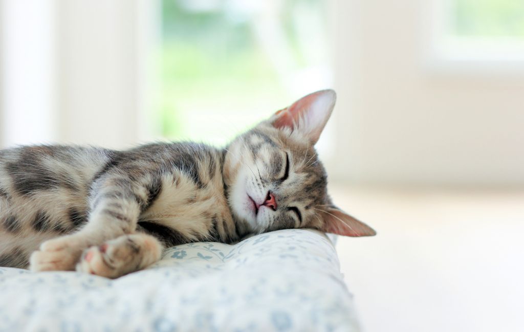 При любых побочных эффектах необходимо обеспечить котенку покой и проконсультироваться с ветеринарным врачом