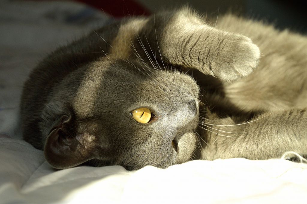 Картезианская кошка - шартрез.jpg